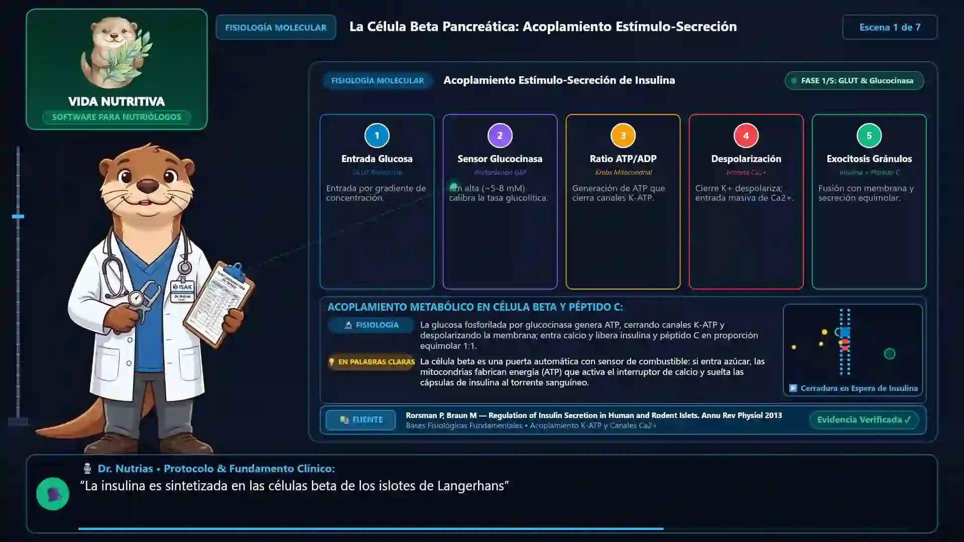 Minicurso: Insulina: Fisiología, Señalización Celular y Resistencia Molecular