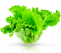 Lechuga